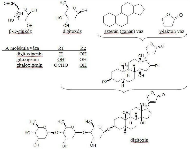 a piros gyszvirg szvre hat glikozidjt alkot molekulk szerkezete
