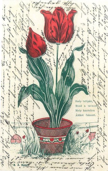 Tulipnos kpeslap