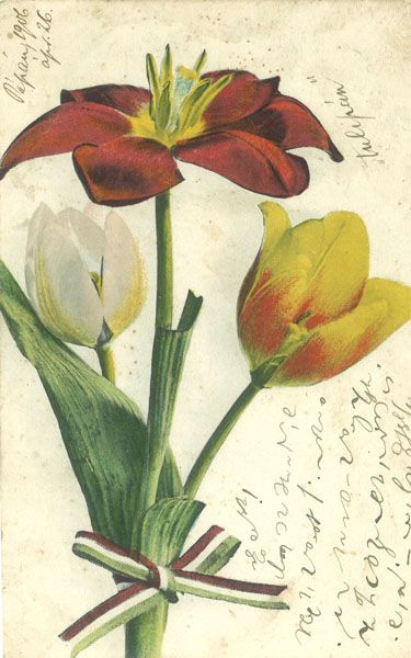 Tulipnos kpeslap